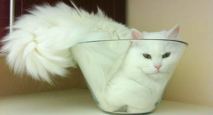 libro gatti fascino felino