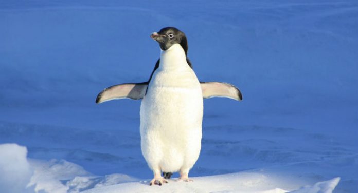 pinguino