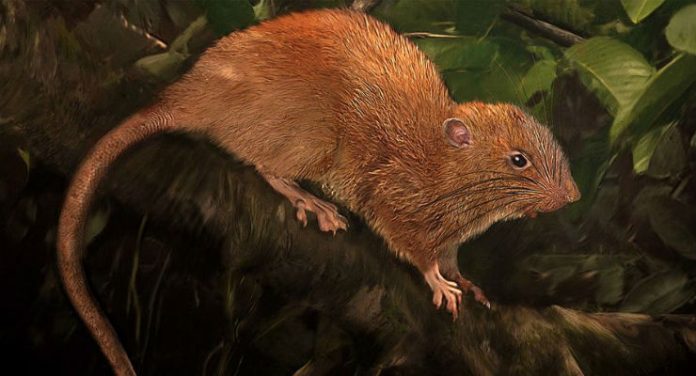 ratto