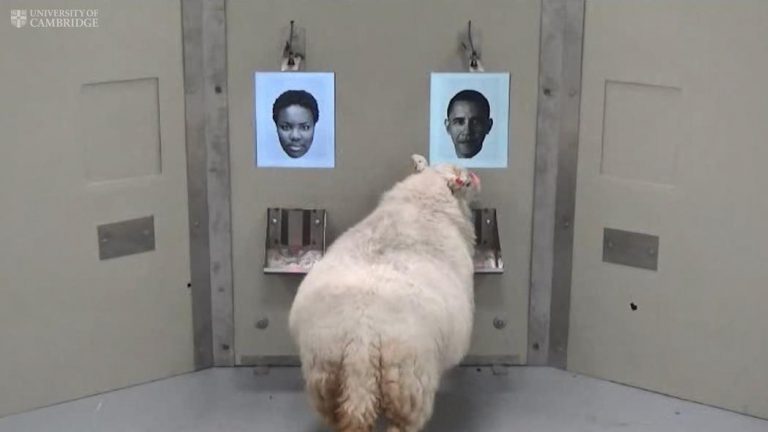 pecore capacità riconoscimento facciale