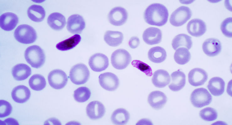 plasmodio malaria