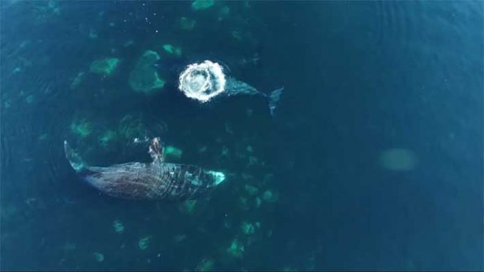 La Spa delle balene artiche
