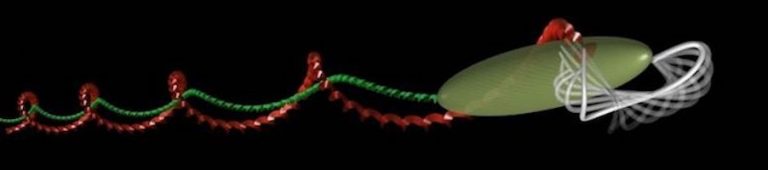 Come i pianeti, anche le cellule hanno le loro orbite