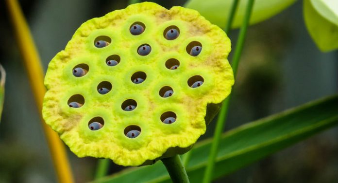 tripofobia