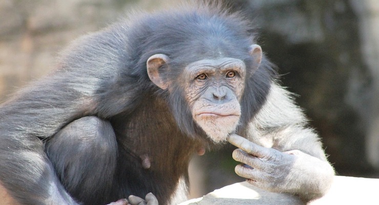 Bonobo e scimpanzé comunicano in modo simile