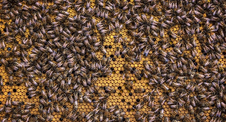 Come capire il nostro cervello guardando le api