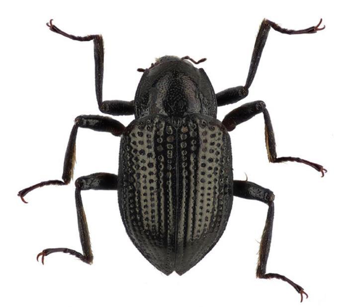 Un nuovo scarabeo, di nome Leonardo DiCaprio