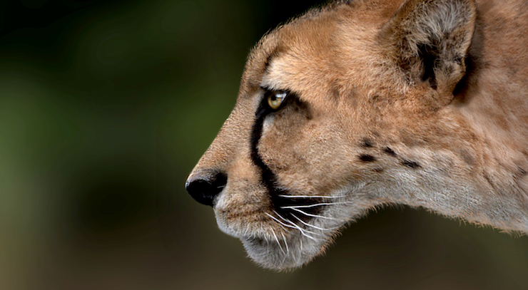 Identikit del ghepardo gigante, il predatore preistorico dell’Argentario
