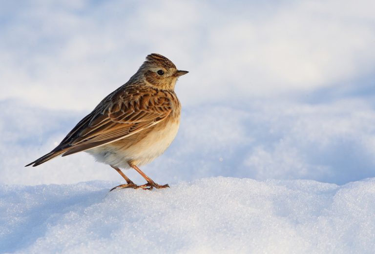 Allodola- Michele Mendi