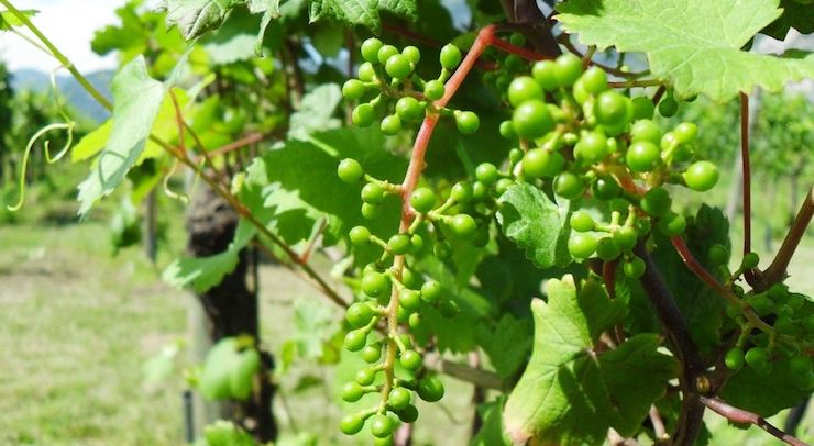 Dalla “bisnonna” selvatica della vite, i geni della resilienza