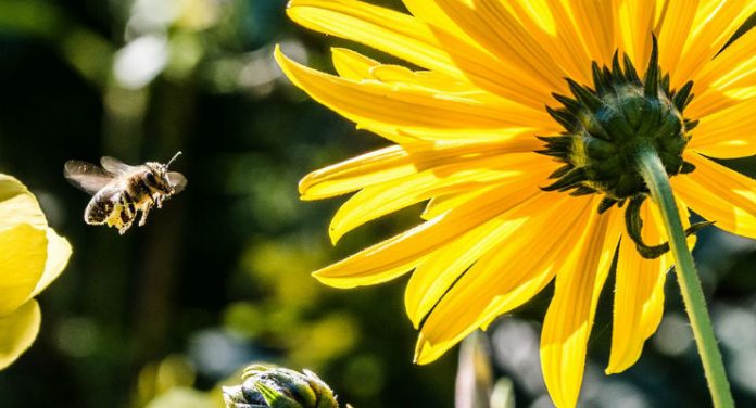 pesticidi minacciano api