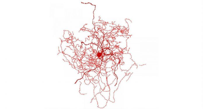 neurone