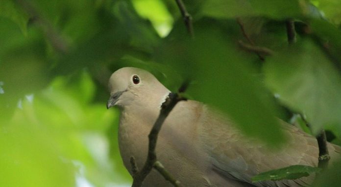 preapertura stagione di caccia 2018. si spara anche alla tortora selvatica