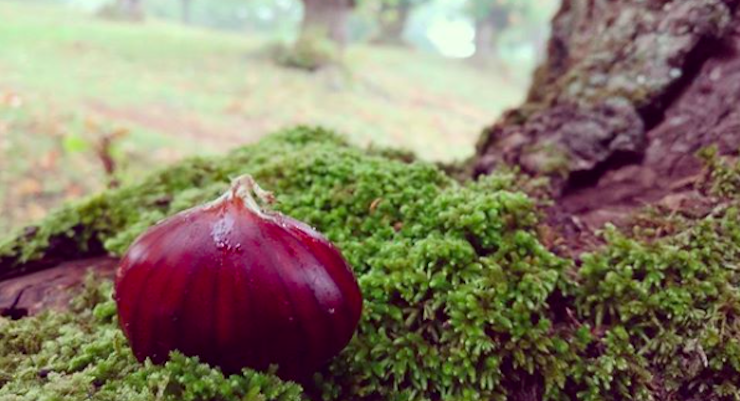 Perché in Italia ci sono sempre meno castagne