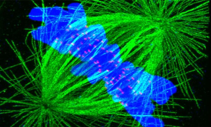 microtuboli: ecco come immagazzinano energia