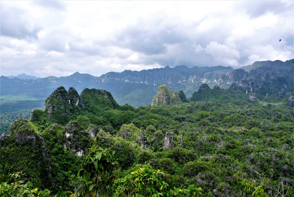 borneo pitture