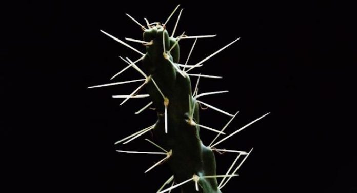 cactus