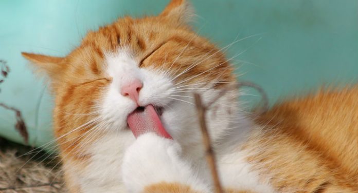 lingua del gatto