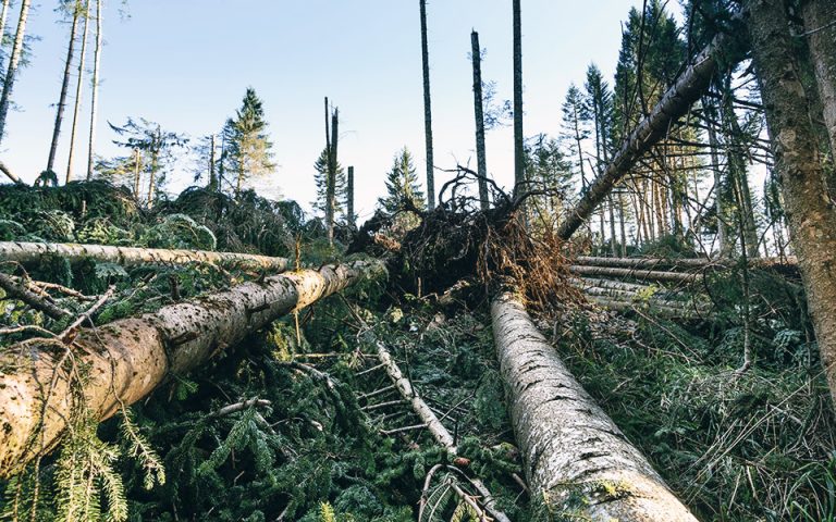 boschi nord-est val di fiemme