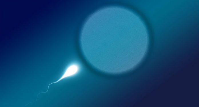 fertilità