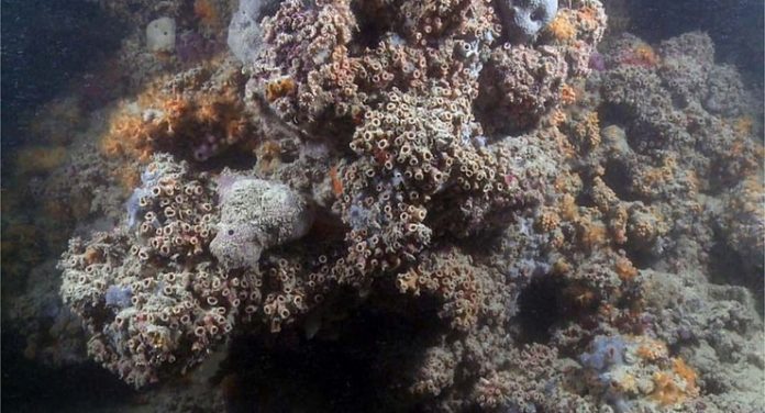 barriera corallina