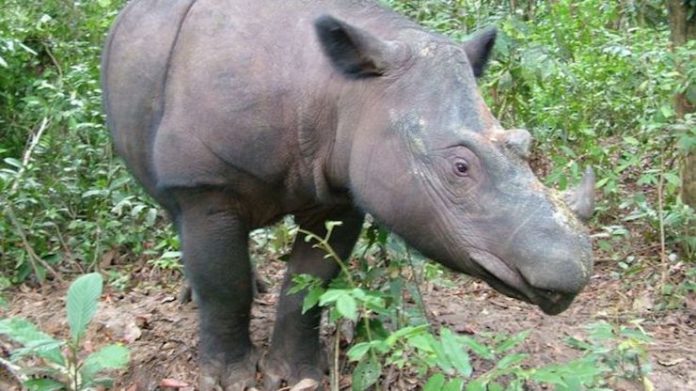rinoceronte di sumatra