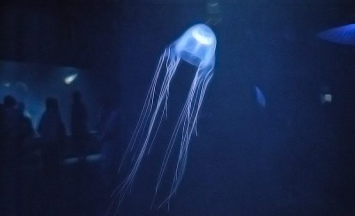 medusa più velenosa del mondo cubozoa cubomeduse vespa di mare