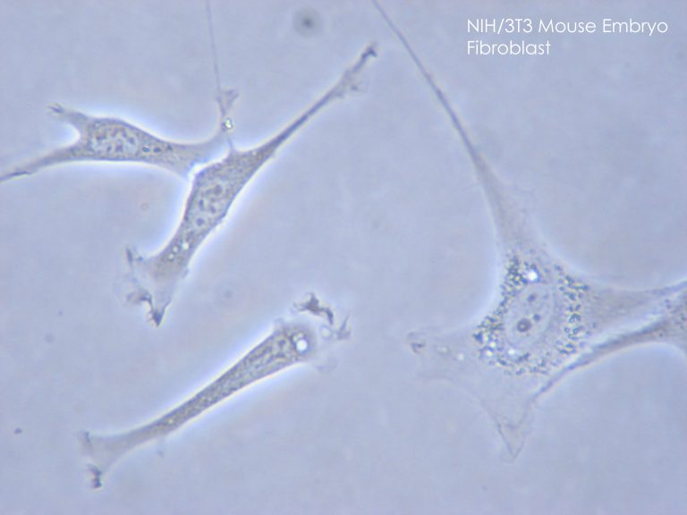 collagene