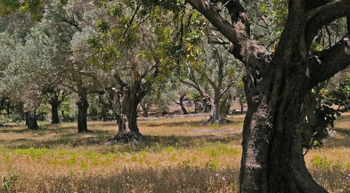 xylella