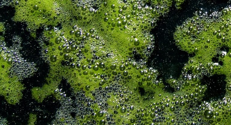 aminoacidi
