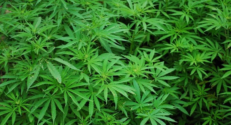 effetti della cannabis