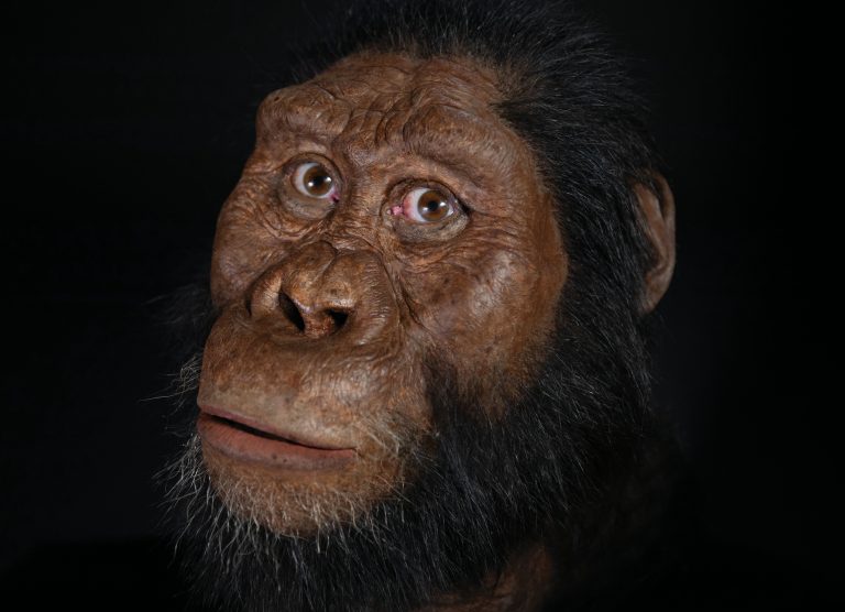Australopithecus anamensis aantenato lucy