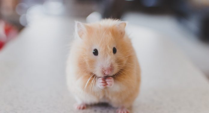 Sperimentazione animale