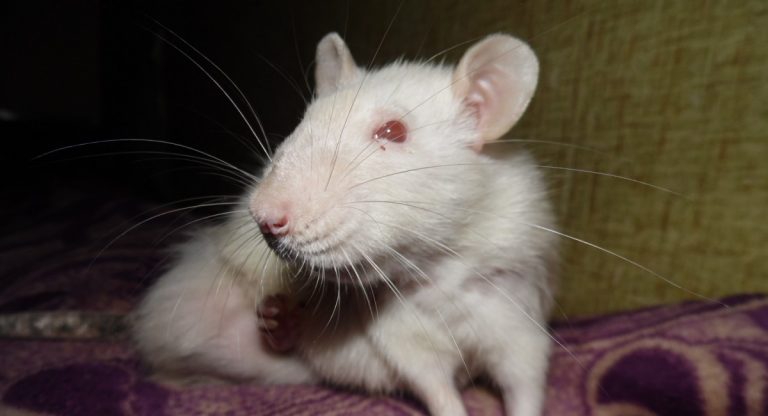 cervelletto