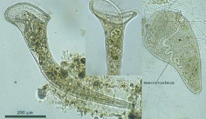 cellule