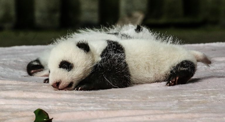 panda