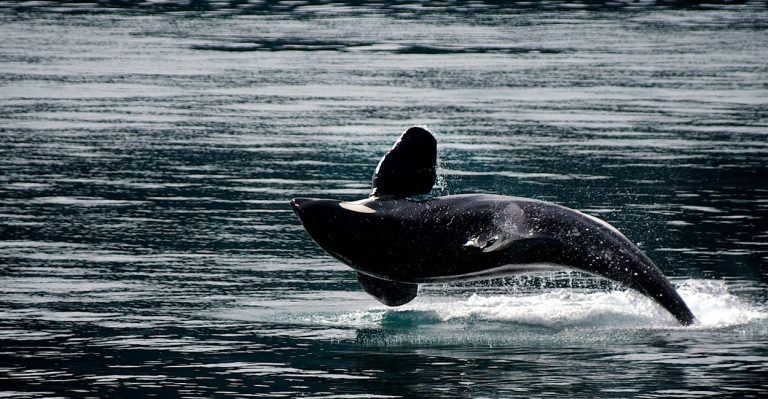 Dall’Islanda a Genova, il viaggio record di una famiglia di orche