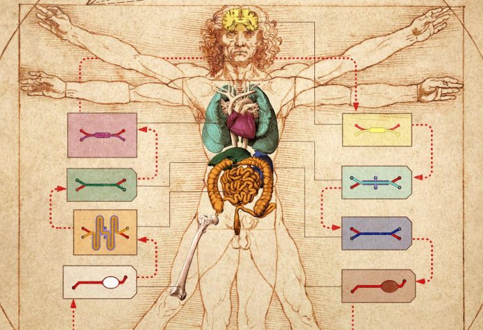 corpo umano su un chip