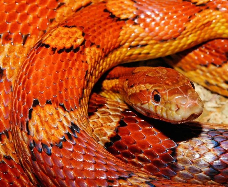 Serpente di Cape Coral