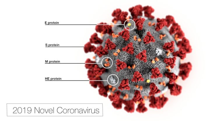 coronavirus covid anticorpo proteine spike