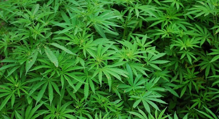 cannabis