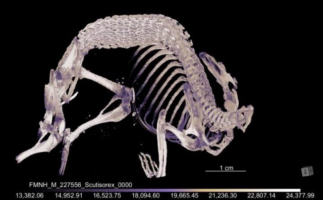 toporagno ossa colonna vertebrale animali strani ossa