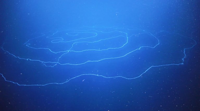 Un alieno negli abissi? Avvistato un sifonoforo di 45 metri