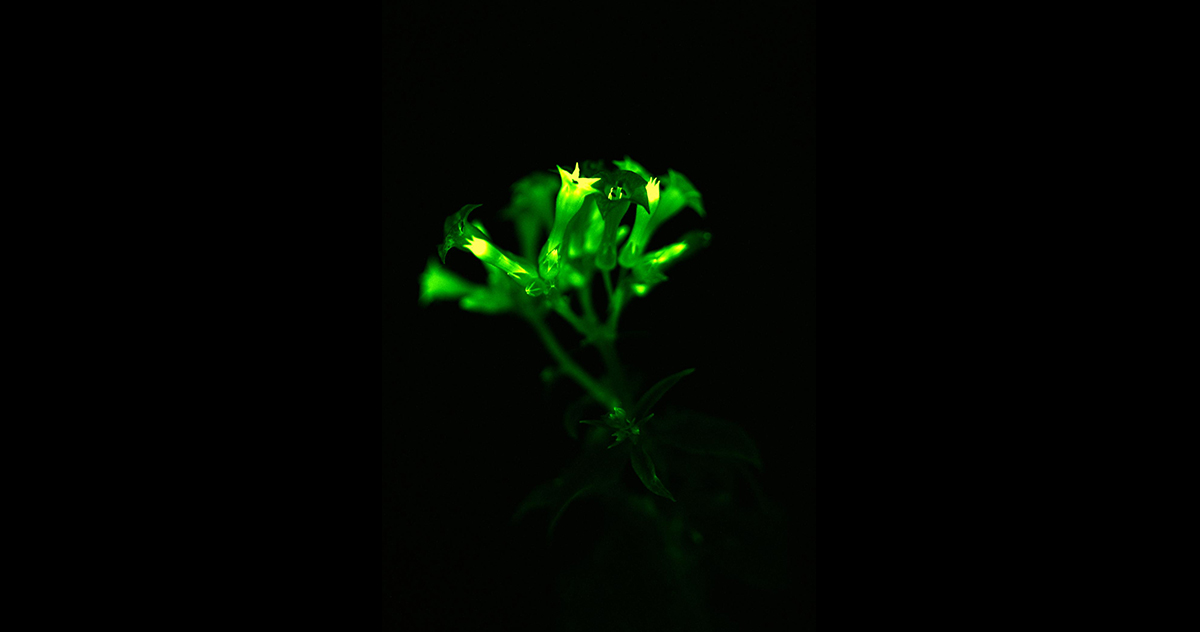 Piante luminescenti