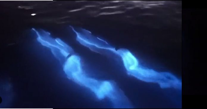 danza delfini bioluminescenti