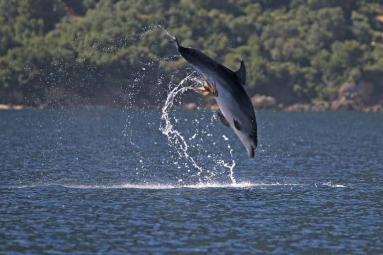 Lockdown, delfini e capodogli nuotano nei porti. E ad Anzio spunta una balenottera