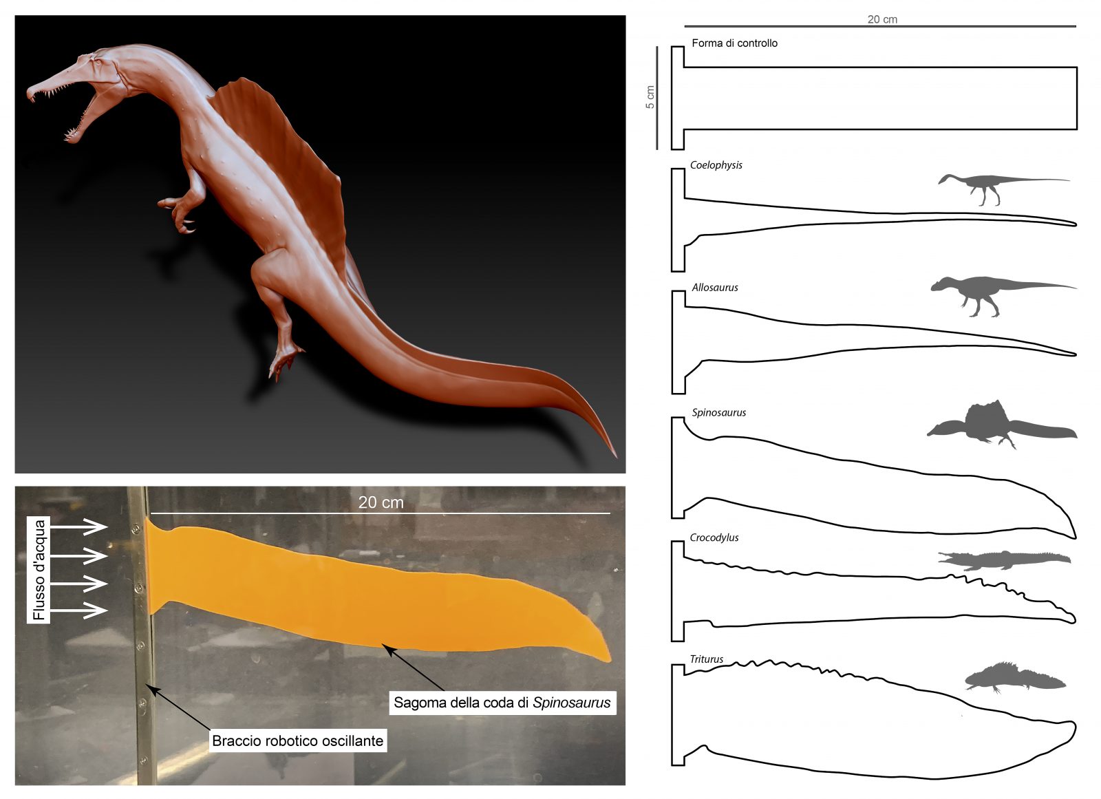 spinosauro dinosauri acquatici coda rettili marini