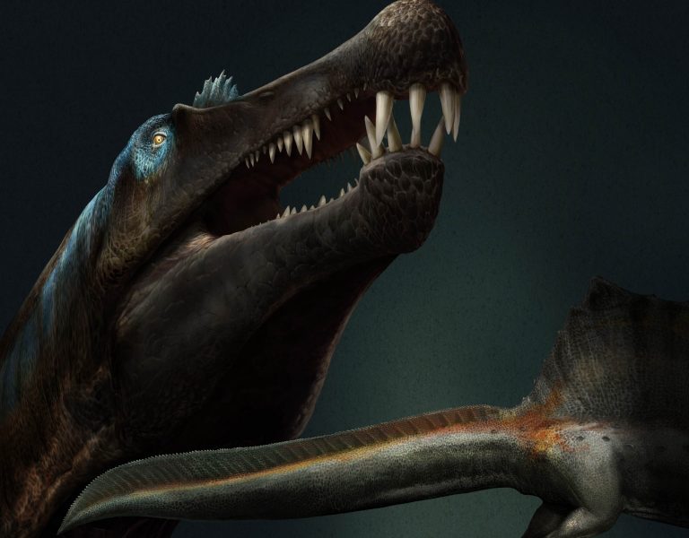 spinosauro dinosauri acquatici coda rettili marini