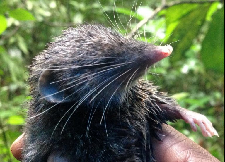 toporagno armato animali strani