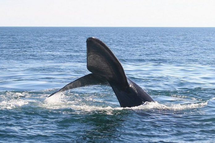 Balena franca australe